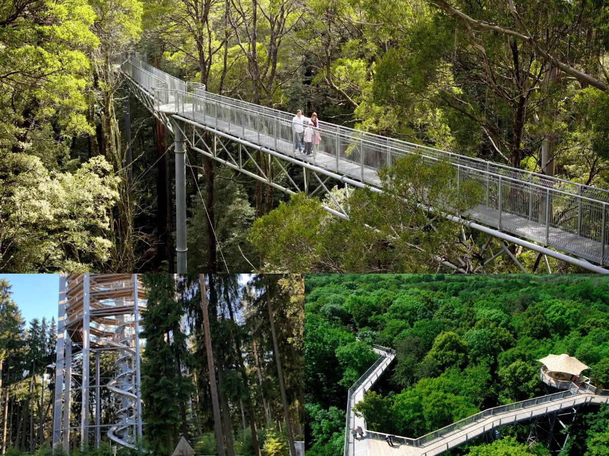 Top 10 Longest Canopy Walkways in the World in 2025